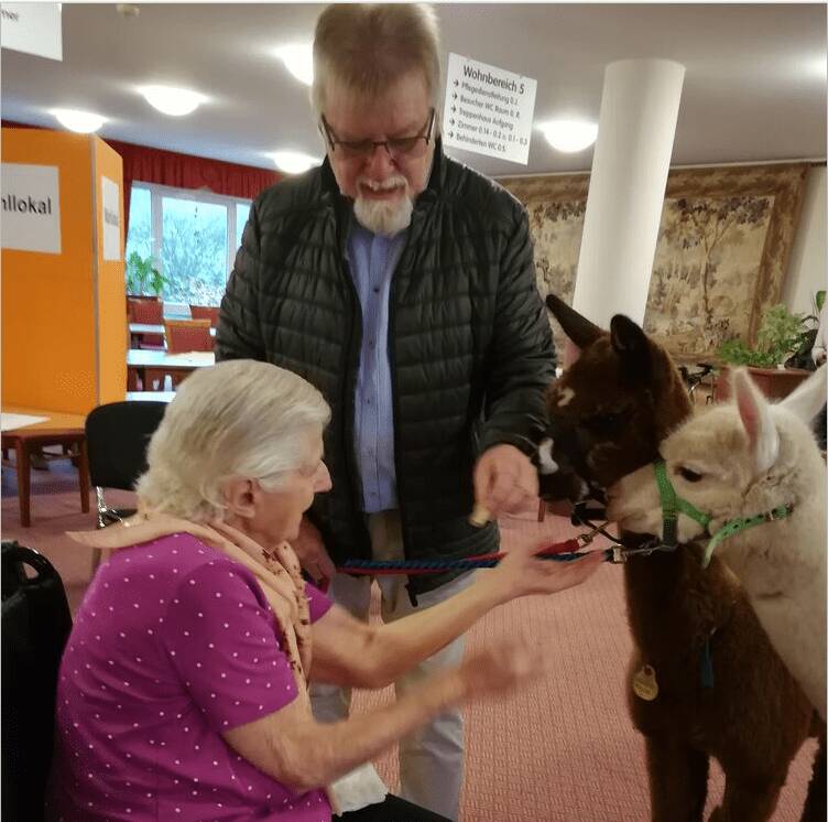 Seniorin, Betreuer und zwei Alpakas in Interaktion